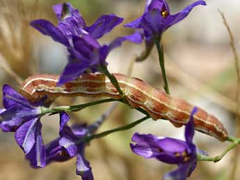  Chenille de Heliothis viriplaca Hfn. - Daniel Morel