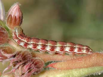  Chenille de Heliothis viriplaca Hfn. - ©Daniel Morel