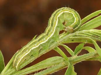  Chenille de Heliothis viriplaca Hfn. - Daniel Morel