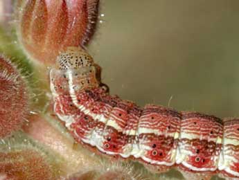  Chenille de Heliothis viriplaca Hfn. - Daniel Morel