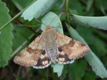 Heliothis viriplaca Hfn. adulte - ©Philippe Mothiron