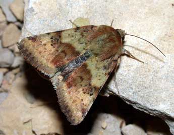 Heliothis viriplaca Hfn. adulte - Philippe Mothiron