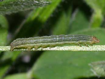  Chenille de Lacanobia w-latinum Hfn. - ©Philippe Mothiron