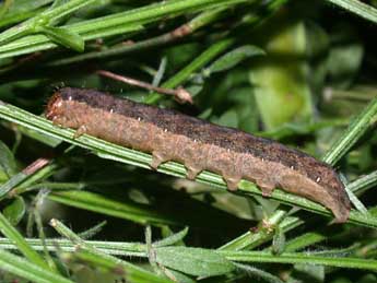  Chenille de Lacanobia w-latinum Hfn. - ©Philippe Mothiron