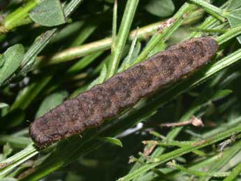  Chenille de Lacanobia w-latinum Hfn. - ©Philippe Mothiron