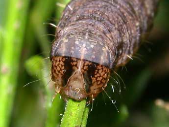  Chenille de Lacanobia w-latinum Hfn. - Philippe Mothiron