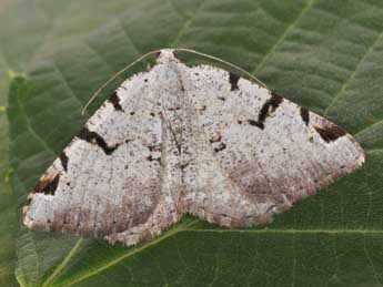 Macaria wauaria L. adulte - Philippe Mothiron