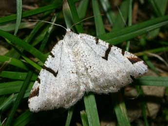 Macaria wauaria L. adulte - Philippe Mothiron