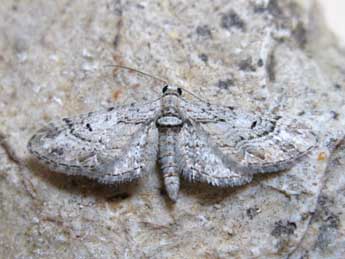 Eupithecia weissi Prout adulte - ©Claude Tautel