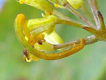  Chenille de Eupithecia weissi Prout - ©Claude Tautel