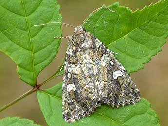 Chlorothalpa graslini Culot adulte - ©David Demerges