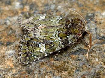 Chlorothalpa graslini Culot adulte - David Demerges