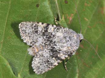 Polymixis xanthomista Hb. adulte - Philippe Mothiron