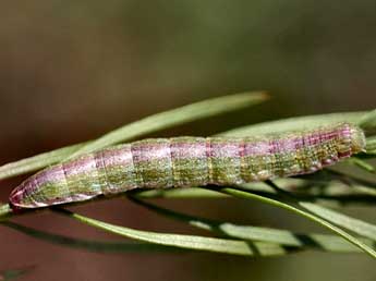  Chenille de Cucullia xeranthemi Bsdv. - Daniel Morel