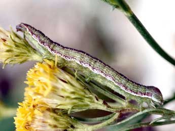  Chenille de Cucullia xeranthemi Bsdv. - ©Daniel Morel