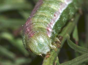  Chenille de Cucullia xeranthemi Bsdv. - ©Lionel Taurand