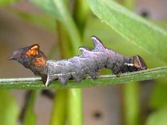  Chenille de Notodonta ziczac L. - Alexis Borges