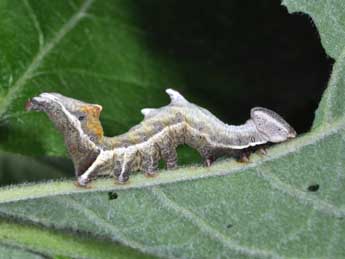  Chenille de Notodonta ziczac L. - ©Philippe Mothiron