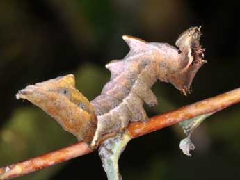  Chenille de Notodonta ziczac L. - Philippe Mothiron