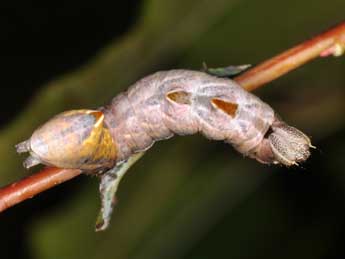  Chenille de Notodonta ziczac L. - ©Philippe Mothiron