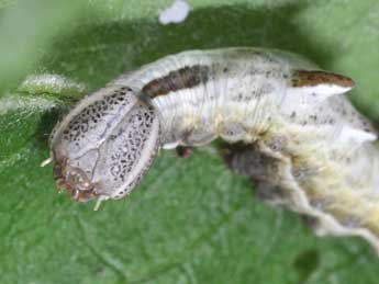  Chenille de Notodonta ziczac L. - ©Philippe Mothiron