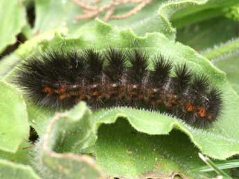  Chenille de Ocnogyna zoraida Grasl. - ©Lionel Taurand