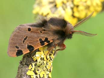 Ocnogyna zoraida Grasl. adulte - ©Lionel Taurand