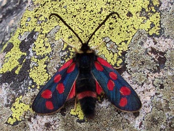 Zygaena anthyllidis Bsdv. adulte - Claire Hodd