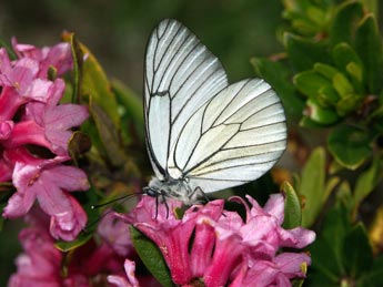 Aporia crataegi L. adulte - Sbastien Joffreau