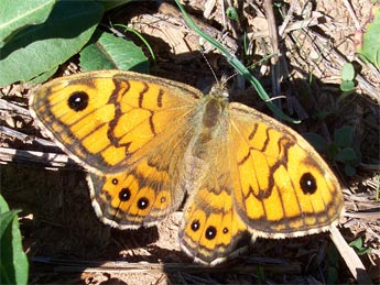 Lasiommata megera L. adulte - Claire Hodd