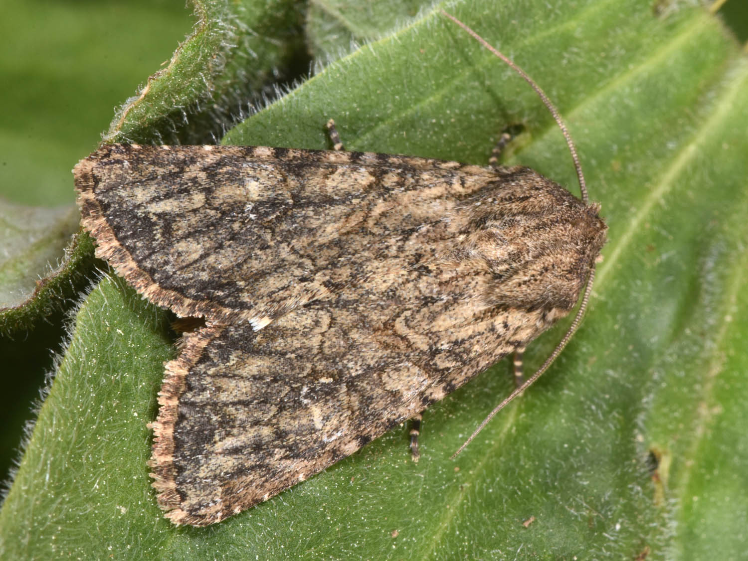  Apamea anceps - Le Double-Feston