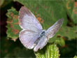 L'Azur des Nerpruns - Celastrina argiolus