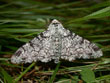 La Phalne du Bouleau - Biston betularia