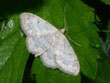 La Truie - Idaea biselata