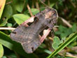 Le C-noir - Xestia c-nigrum (= Agrotis c-nigrum)