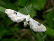 L'Eupithécie des Centaurées, l'Eup. oblongue - Eupithecia centaureata