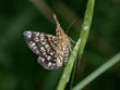 Le Rseau, La Gomtre  barreaux - Chiasmia clathrata (= Semiothisa clathrata)