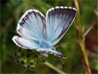 L'Argus bleu-nacr - Polyommatus coridon