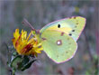 Le Souci - Colias crocea