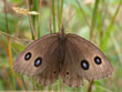 Le Grand Ngre des bois - Minois dryas