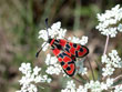 La Zygne de la Bruyre - Zygaena fausta