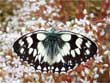 Le Demi-Deuil - Melanargia galathea