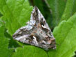 Le Gamma - Autographa gamma (= Plusia gamma)