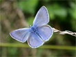 L'Argus bleu - Polyommatus icarus