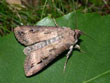 La Noctuelle baigne - Agrotis ipsilon