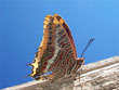 Le Jason - Charaxes jasius