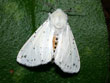 L'Ecaille tigre - Spilosoma lubricipeda