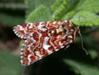 La Noctuelle de la Myrtille - Anarta myrtilli