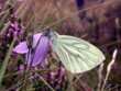 La Piride du Navet - Pieris napi napi