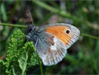 Le Procris - Coenonympha pamphilus